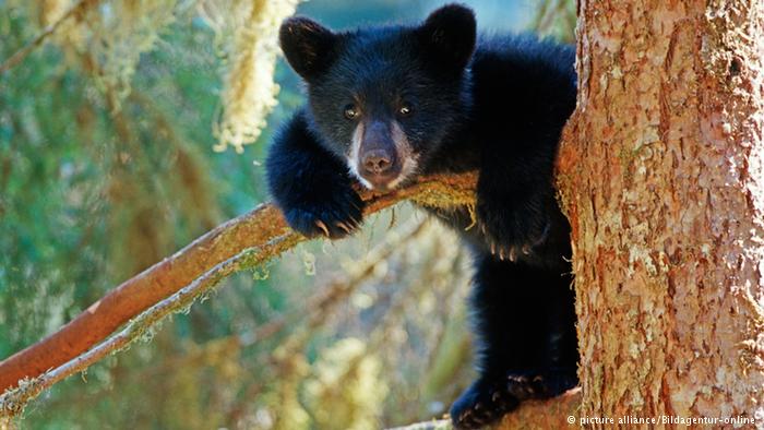 Amerikan siyah ayıları dünya genelinde tehdit altındaki 22 bin türden biri. Farklı Amerikan üniversitelerinden bilim insanları yaptıkları ortak araştırma sonucunda, geçen yüzyılda türlerin ölümünün insani aktivitelerin olmadığı döneme oranla 100 kat fazla olduğunu vurguluyor. Doğal Hayatı Koruma Vakfı, her geçen gün 70 türün daha yok olacağını tahmin ediyor.